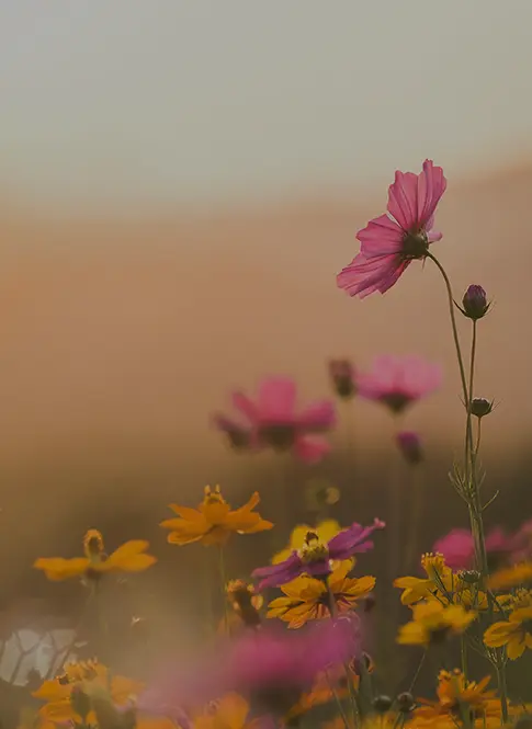 Champ de fleurs